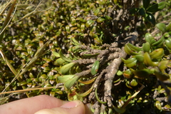 Coprosma pseudocuneata