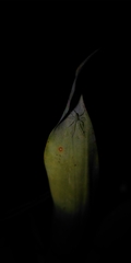 Araneomorphae