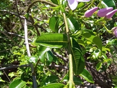 Cryptostegia