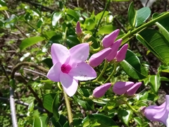 Cryptostegia