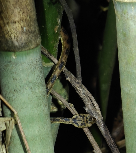 Thackeray's cat snake