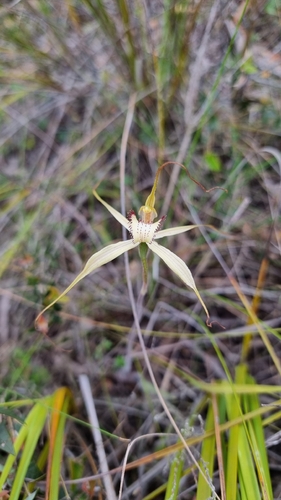 Large White Spider Orchid (Caladenia venusta)