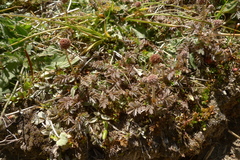 Acaena profundeincisa