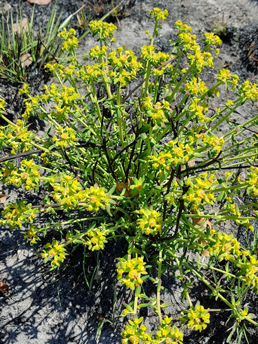 Euphorbia cyparissioides