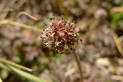 Acaena profundeincisa
