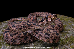 Omkoi Lance-Headed Pit Viper photo 2