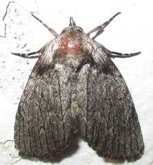 Prionofrontia erygidia