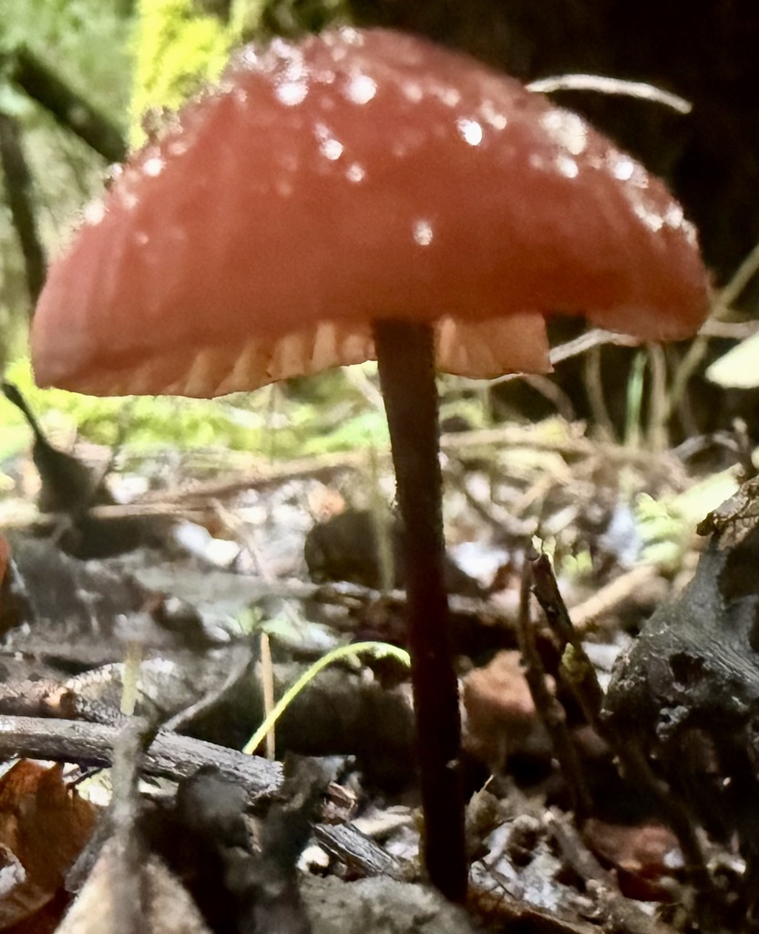 Marasmius plicatulus · November 2025 · photo: © hllrnnr (iNaturalist, cc0)
