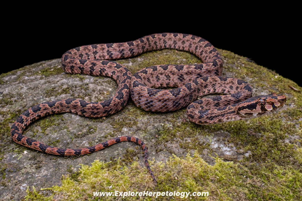 Omkoi Lance-Headed Pit Viper