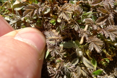 Acaena profundeincisa