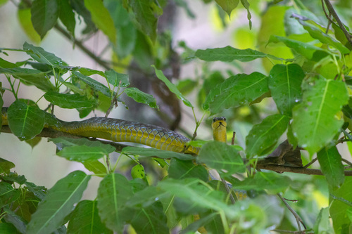 Common Tree Snake sighting