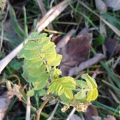 Astragalus glycyphyllos
