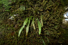 Notogrammitis angustifolia nothofageti