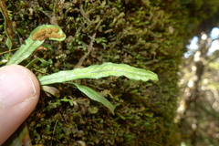 Notogrammitis angustifolia nothofageti