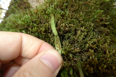 Notogrammitis angustifolia nothofageti