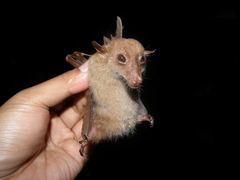 Macroglossus minimus