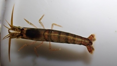 Betaeopsis aequimanus