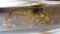 Betaeopsis aequimanus