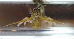Betaeopsis aequimanus
