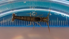 Betaeopsis aequimanus