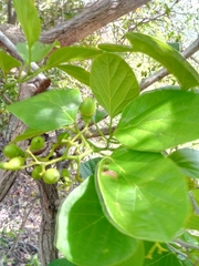 Cordia myxa image