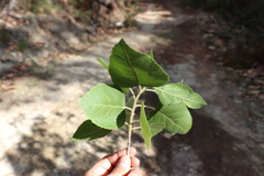 Populus primaveralepensis