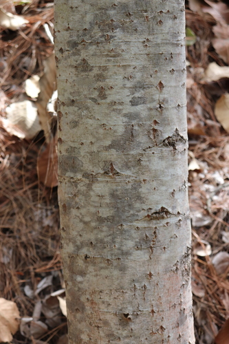 Image of Populus Primaveralepensis (Populus primaveralepensis) by (c) alejandrozab, some rights reserved (CC BY)