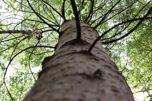 Image of Populus Primaveralepensis (Populus primaveralepensis) by (c) alejandrozab, some rights reserved (CC BY)