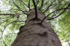 Populus primaveralepensis