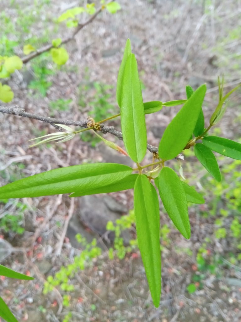 Chadsia salicina