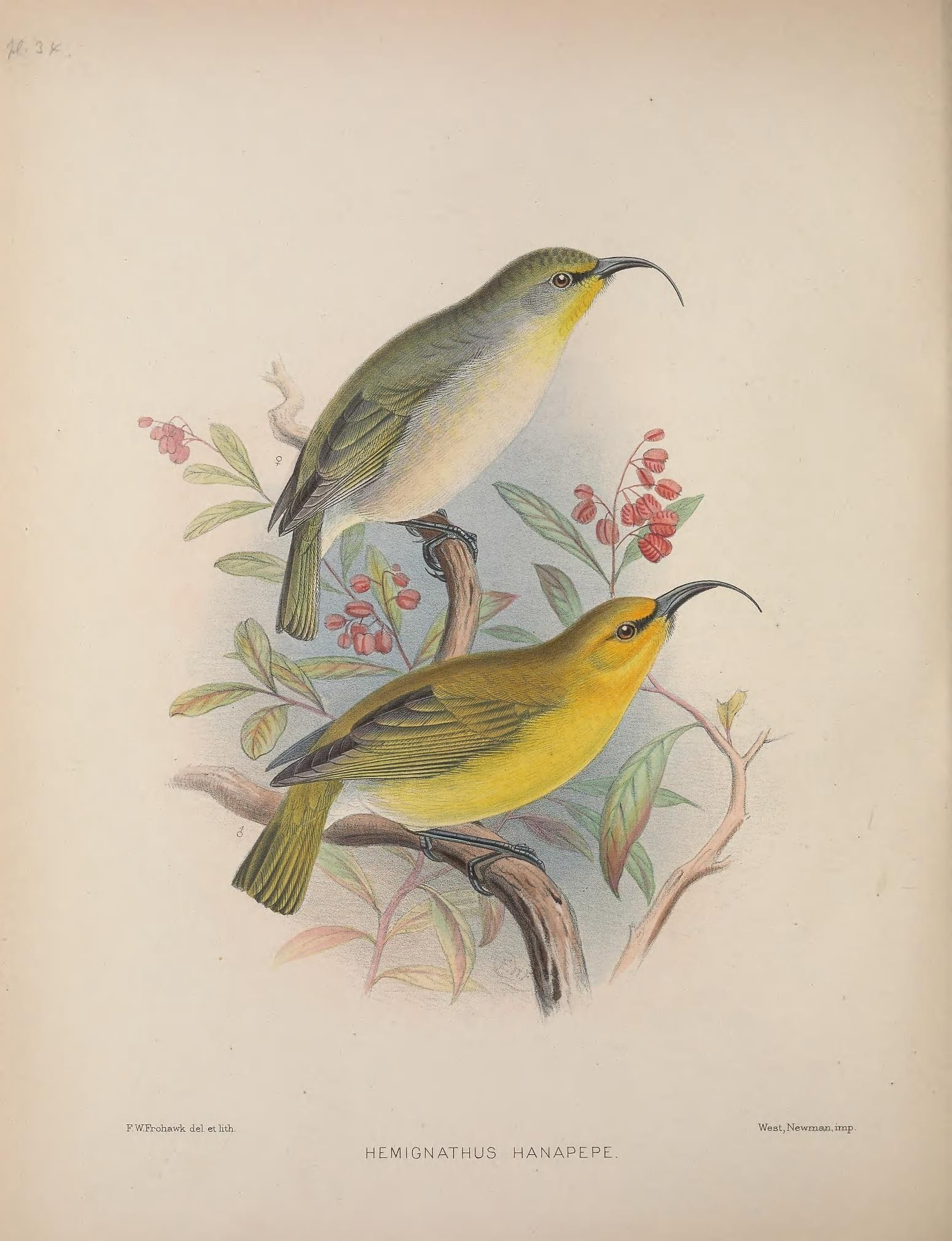 Kauai Nukupuu illustration
