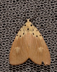 Asota iodamia