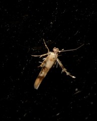 Stathmopoda tritophaea