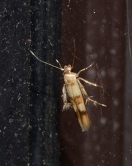 Stathmopoda tritophaea