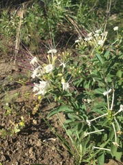 Clerodendrum ternatum