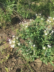 Clerodendrum ternatum