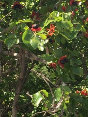 Ochna inermis