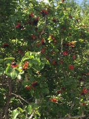 Ochna inermis