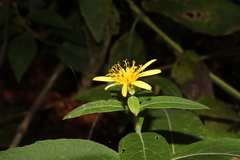 Verbesina sphaerocephala