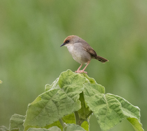 Chubb's Cisticola (Cisticola chubbi), photo 10
