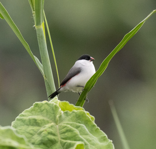 Black-crowned Waxbill (Estrilda nonnula), photo 6