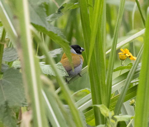 White-collared Oliveback (Nesocharis ansorgei), photo 1