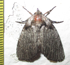 Prionofrontia erygidia