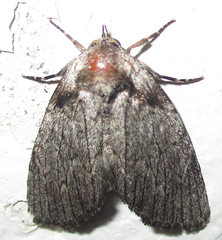 Prionofrontia erygidia