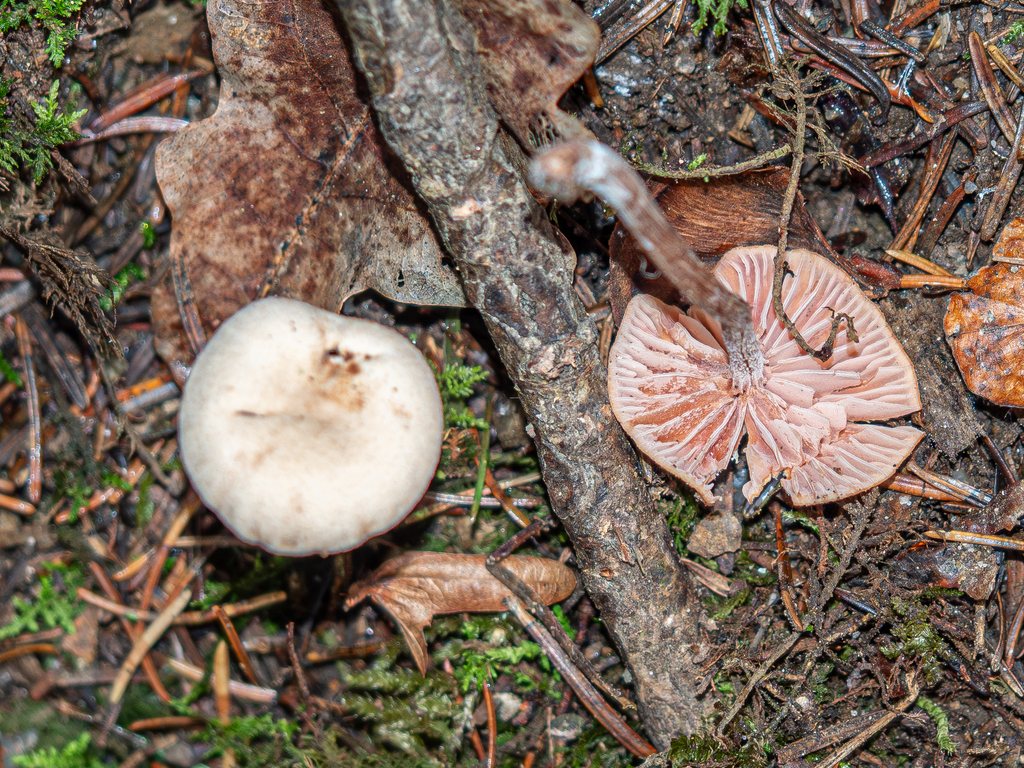 Laccaria tetraspora · November 2025 · photo: © rainerburkard (iNaturalist, cc-by)