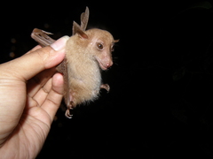 Macroglossus minimus