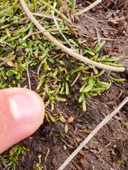 Abrotanella caespitosa