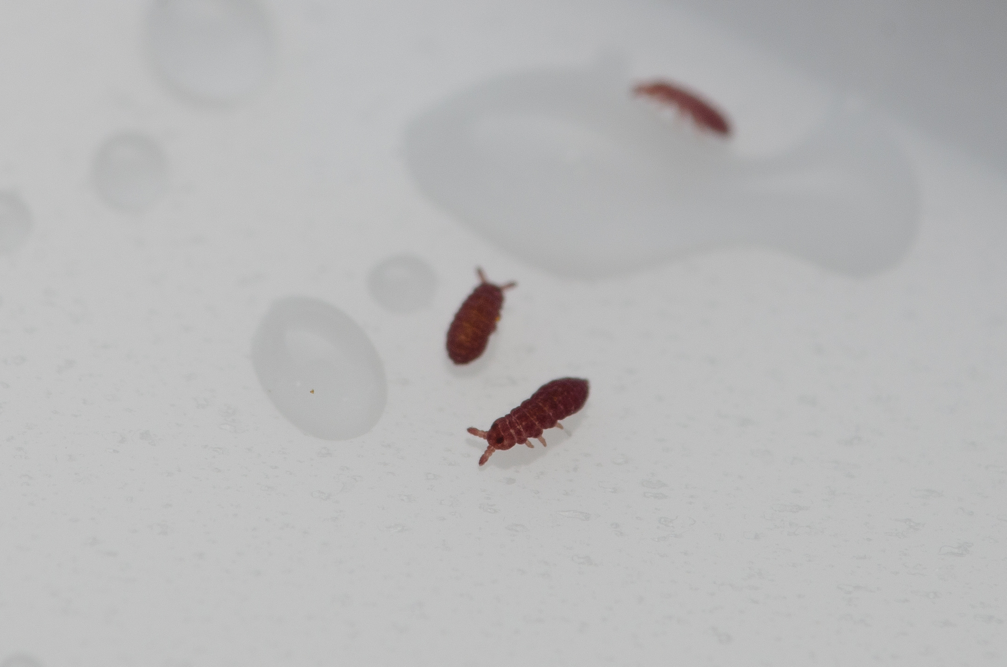 Brachystomella parvula (Schäffer, 1896)