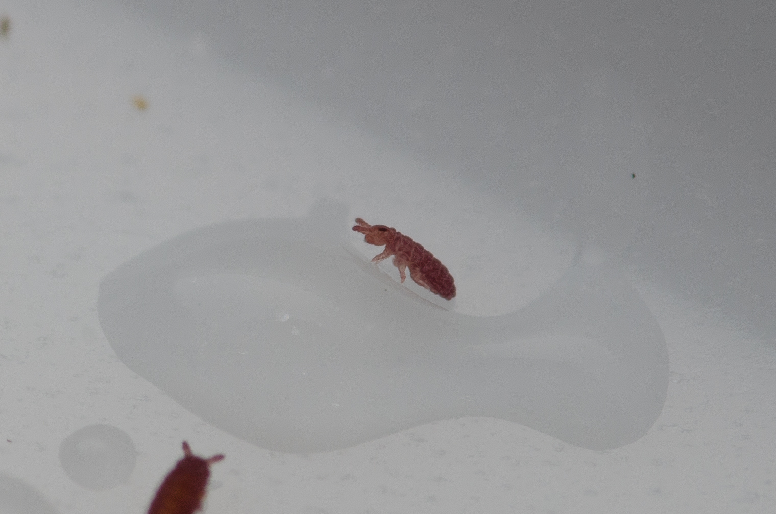 Brachystomella parvula (Schäffer, 1896)