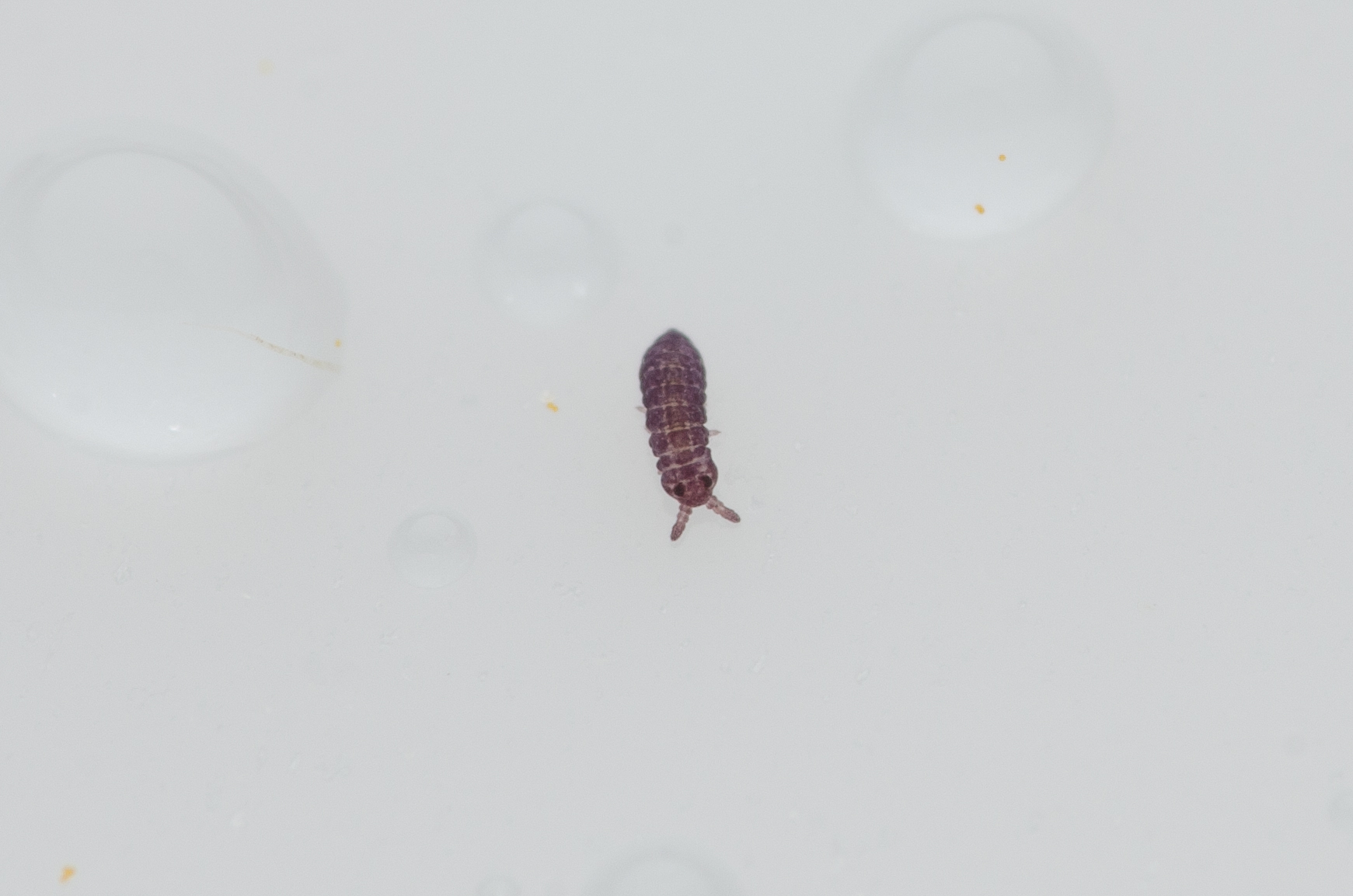 Brachystomella parvula (Schäffer, 1896)